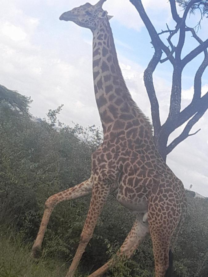 Joy Comfort Homestay Nairobi Dış mekan fotoğraf